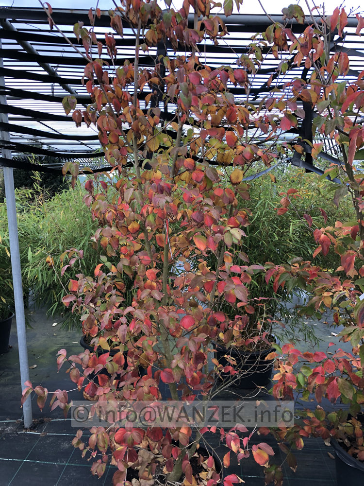 Cornus kousa chinensis - Herbstfaerbung.JPG